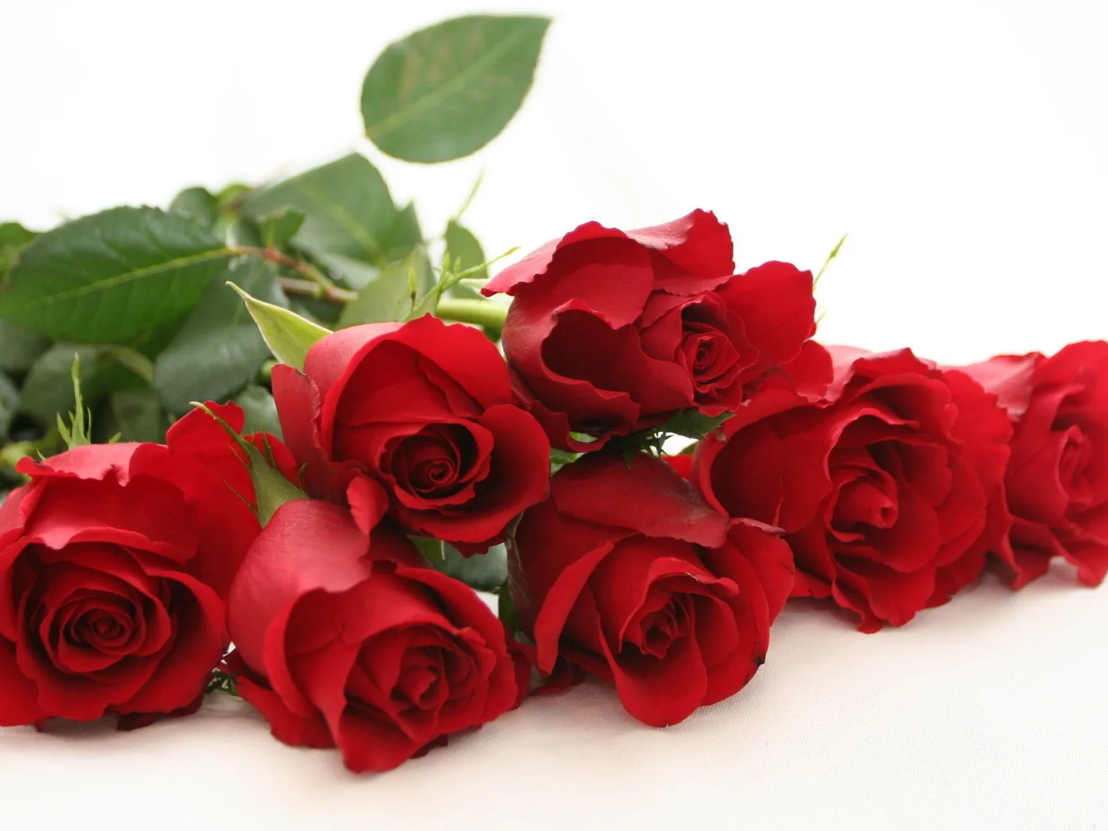 Fotos de flores de rosas rojas de amor Mejores fotos del mundo ...