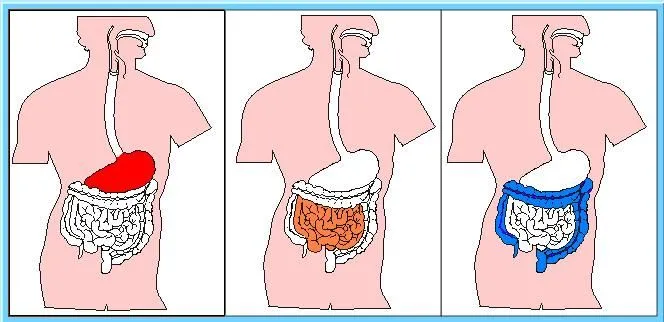 Cuerpo humano - aparato digestivo - Didactalia: material educativo