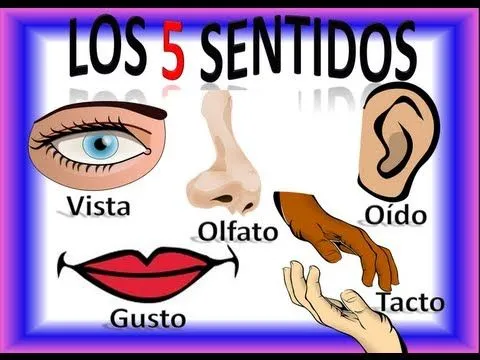 Los Cinco 5 Sentidos Para Niños, Five Senses in Spanish for ...