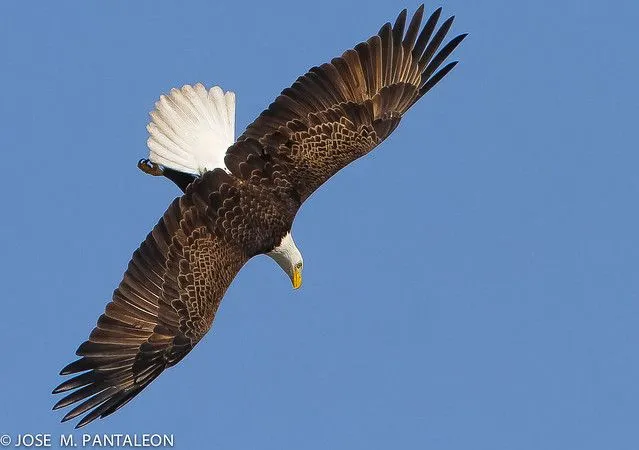 1-EL PICADO DEL AGUILA! Una vez escuché a mi hermana Yosyta ... 1-EL PICADO DEL AGUILA! Una vez escuché a mi hermana Yosyta ...