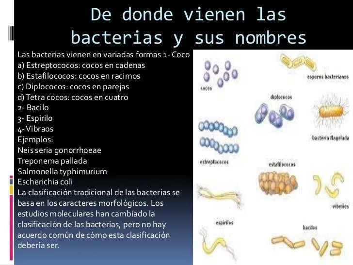 1-virus-y-bacterias-9-728.jpg? ...