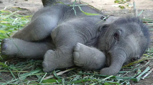 Elefantes de bebés tiernos - Imagui