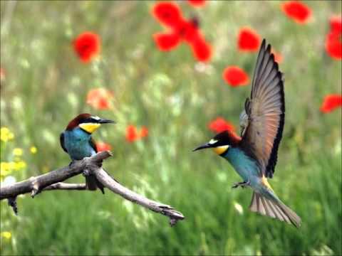 10 Aves exóticas sorprendentes del mundo | Notas | La Bioguía