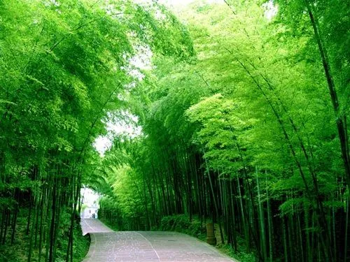 Los 10 bosques hermosos de China_Spanish.China.org.cn