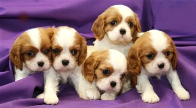 Cuándo separar a los cachorros de la madre