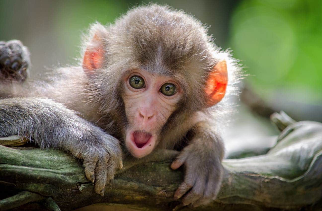 10 curiosidades de los monos para contarles a los niños | Madres Hoy