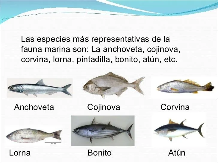 10 especies marinas del mar peruano - Imagui