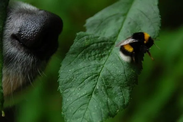 10 cosas extrañas que los perros pueden oler – Marcianos