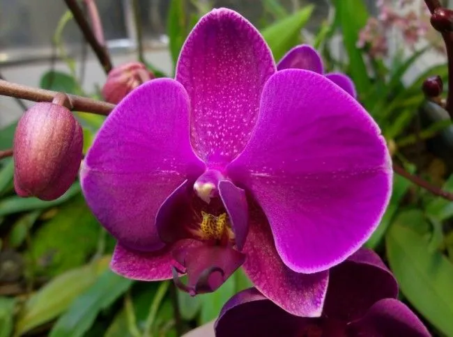 Las 10 flores más hermosas del planeta | Upsocl
