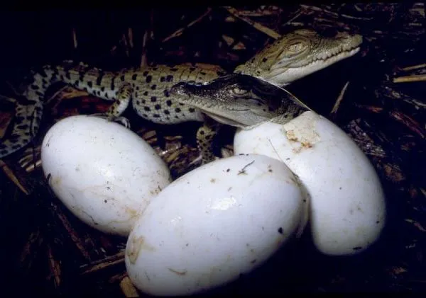 10 hermosas fotografías de cocodrilos bebes y su proceso de ...