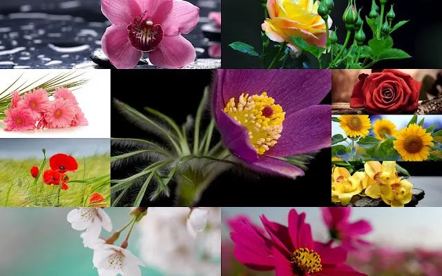 10 Hermosas Fotos de Flores - Imágenes de Flores en HD | Fotos e ...