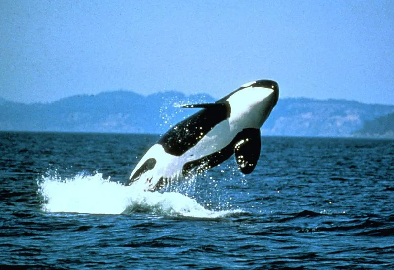 10 Interesting Facts About Killer Whales, or Orcas | Ocean of Hope