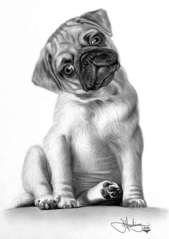 10 Lindos Dibujos A Lapiz De Perros - Imagenes De Perros 10 Lindos Dibujos A Lapiz De Perros - Imagenes De Perros