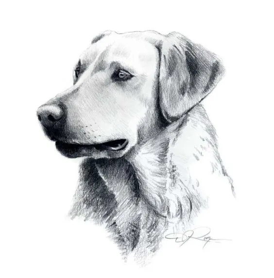 10 Lindos Dibujos A Lapiz De Perros - Imagenes De Perros 10 Lindos Dibujos A Lapiz De Perros - Imagenes De Perros