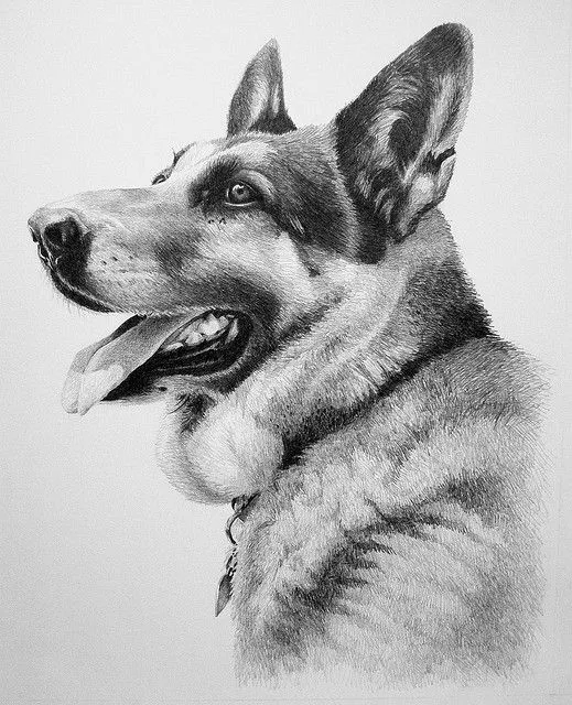 10 Lindos Dibujos A Lapiz De Perros - Imagenes De Perros 10 Lindos Dibujos A Lapiz De Perros - Imagenes De Perros