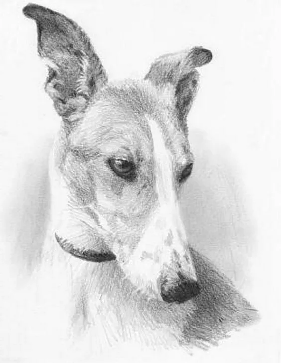 10 Lindos Dibujos A Lapiz De Perros - Imagenes De Perros 10 Lindos Dibujos A Lapiz De Perros - Imagenes De Perros