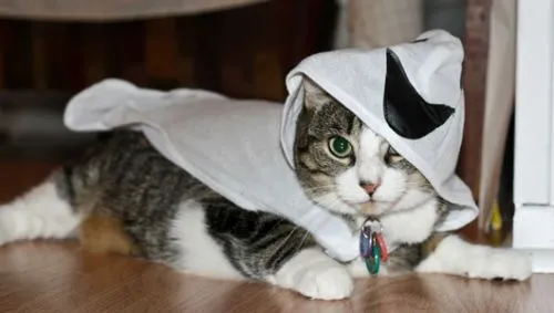 Los 10 mejores disfraces de Halloween para Gatos - Ideas originales
