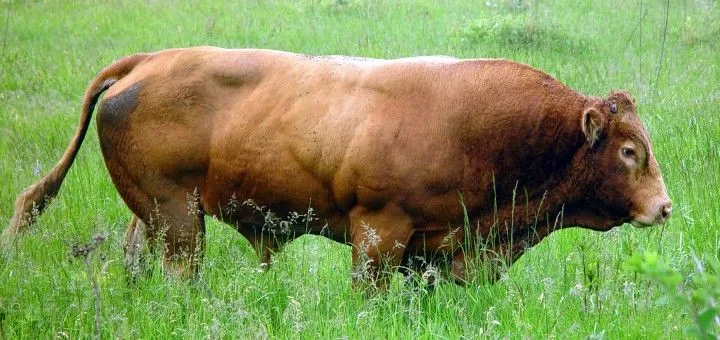 Las 10 mejores razas de ganado de carne - ABC del Finkero