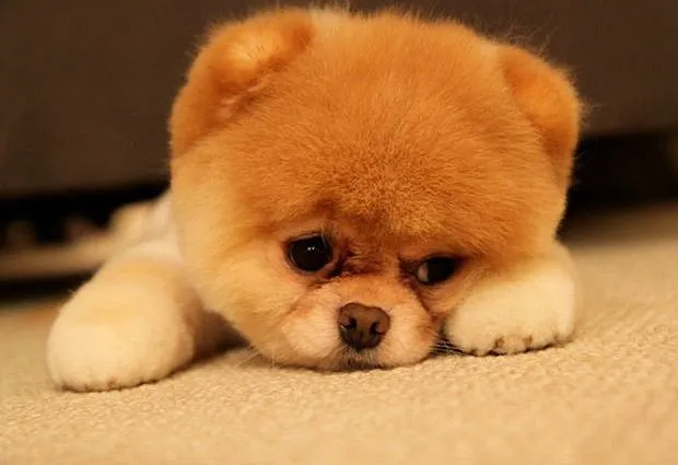 Las 10 miradas más conmovedoras de animales tristes | Fotografía