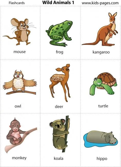 Nombre de animales salvaje en inglés - Imagui