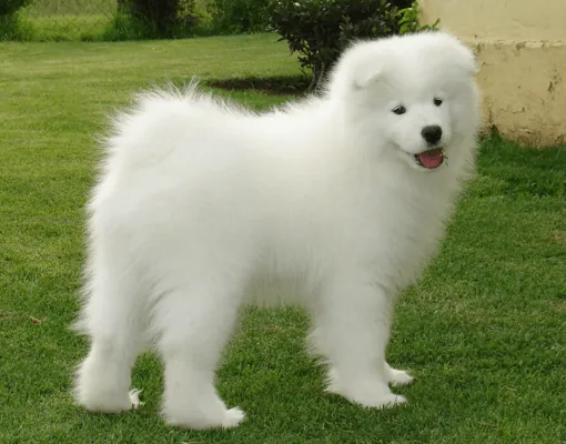 Las 10 razas de perros mas caras del mundo - Noticias Interesantes ... Las 10 razas de perros mas caras del mundo - Noticias Interesantes ...