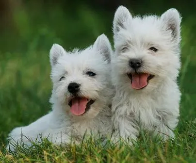 Las 10 razas de perros pequeños más populares | PERROSPEDIA