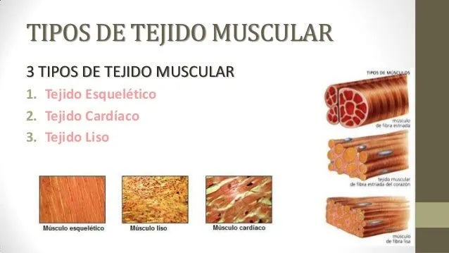 10-tejido-muscular-cap10-2-638 ...