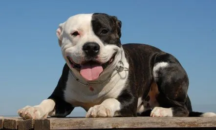 10+ Things You Never Knew About Pit Bulls | Care2 Healthy Living