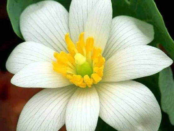 10 tipos de flores (imagenes) - Taringa!