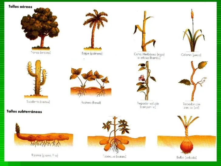 10 tipos De Plantas - Imagui
