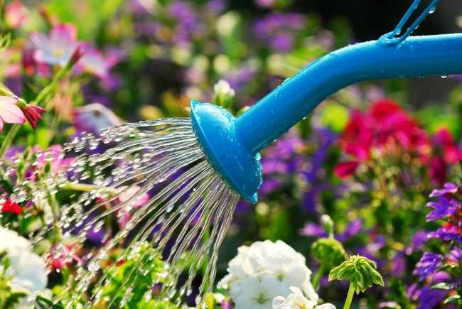 10 trucos fáciles para regar las plantas menos y ahorrar agua ...
