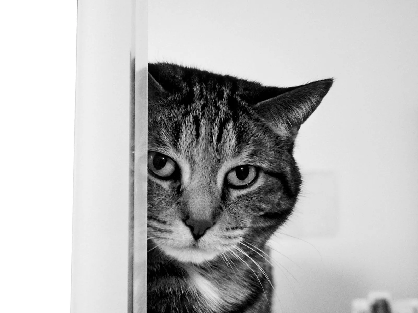 10 Wallpapers de Gatos HD | Banco de Imagenes y Fondos de Pantalla 10 Wallpapers de Gatos HD | Banco de Imagenes y Fondos de Pantalla
