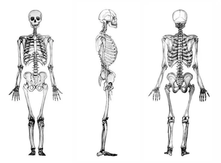 1000+ ide tentang Esqueleto Humano Partes di Pinterest | Partes ...
