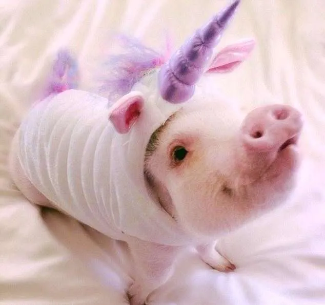1000+ ideas sobre Imagenes De Cerditos Tiernos en Pinterest ... 1000+ ideas sobre Imagenes De Cerditos Tiernos en Pinterest ...