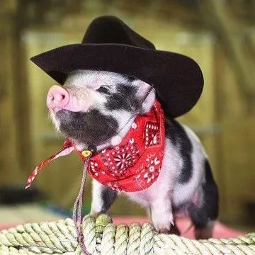 1000+ ideas sobre Imagenes De Cerditos Tiernos en Pinterest ... 1000+ ideas sobre Imagenes De Cerditos Tiernos en Pinterest ...