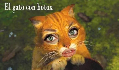 1000015_gato_botox_ ...