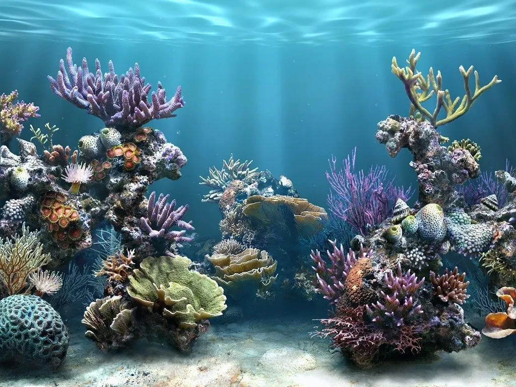 1024 Wallpapers: wallpapers hd: Fondo del mar 1024 Wallpapers: wallpapers hd: Fondo del mar