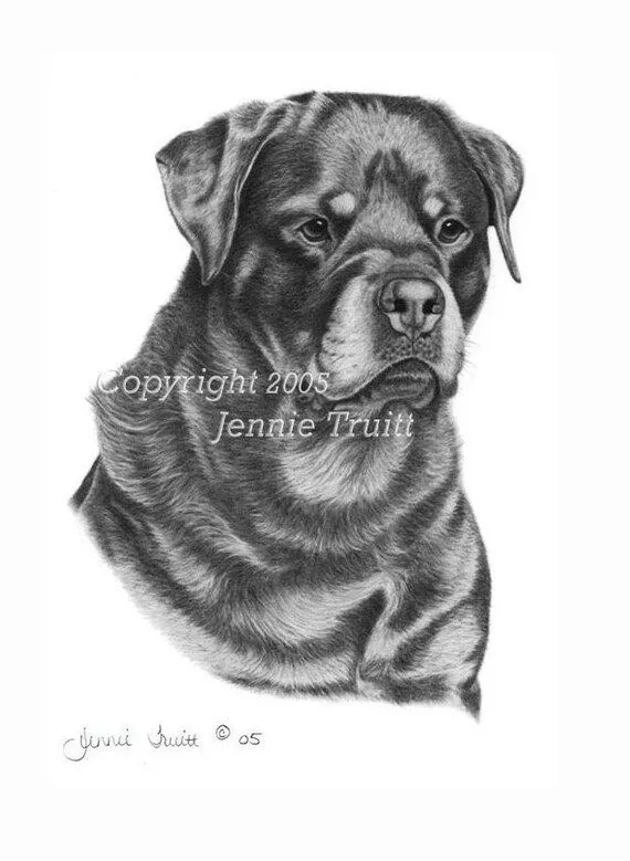 11 x 14 Rottweiler impresión del arte del dibujo a por jennietruitt