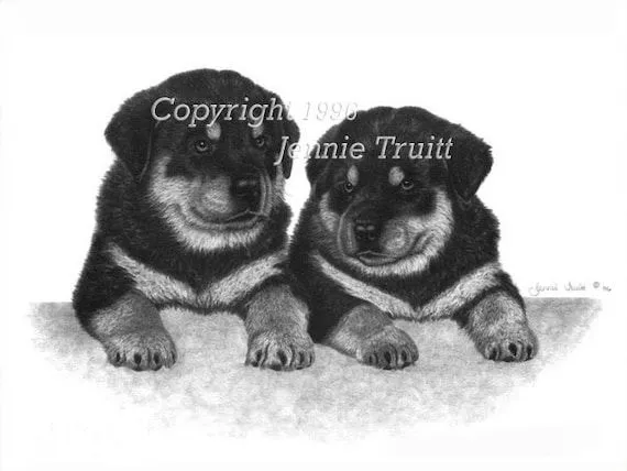 11 x 14 Rottweiler Puppies lámina de dibujo a por jennietruitt