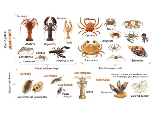11. animales invertebrados