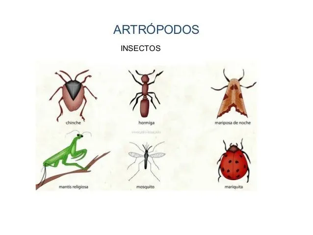11. Animales invertebrados