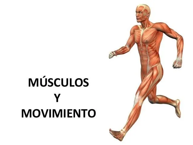 11.2.Músculos y movimiento