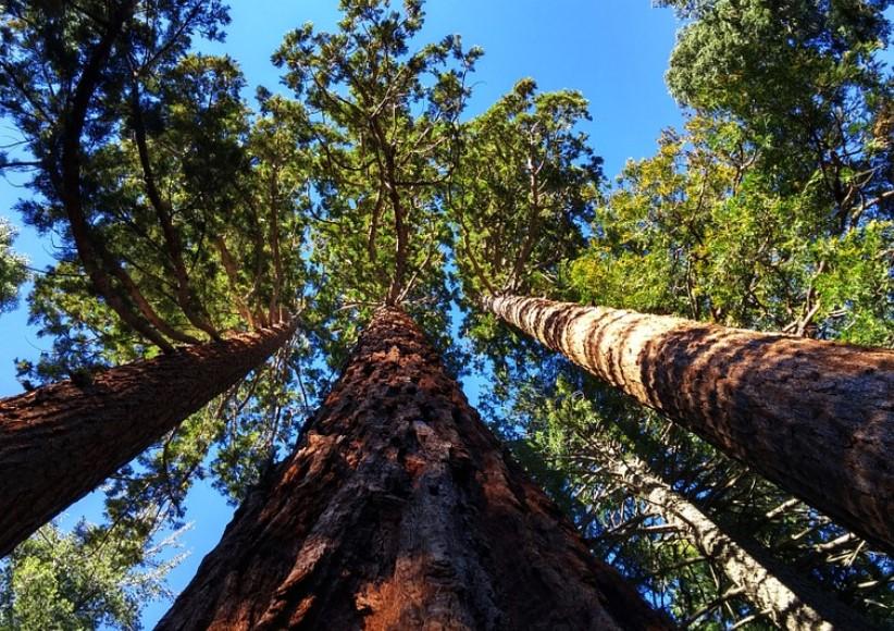 12 árboles en peligro de extinción - Lista de nombres y detalles