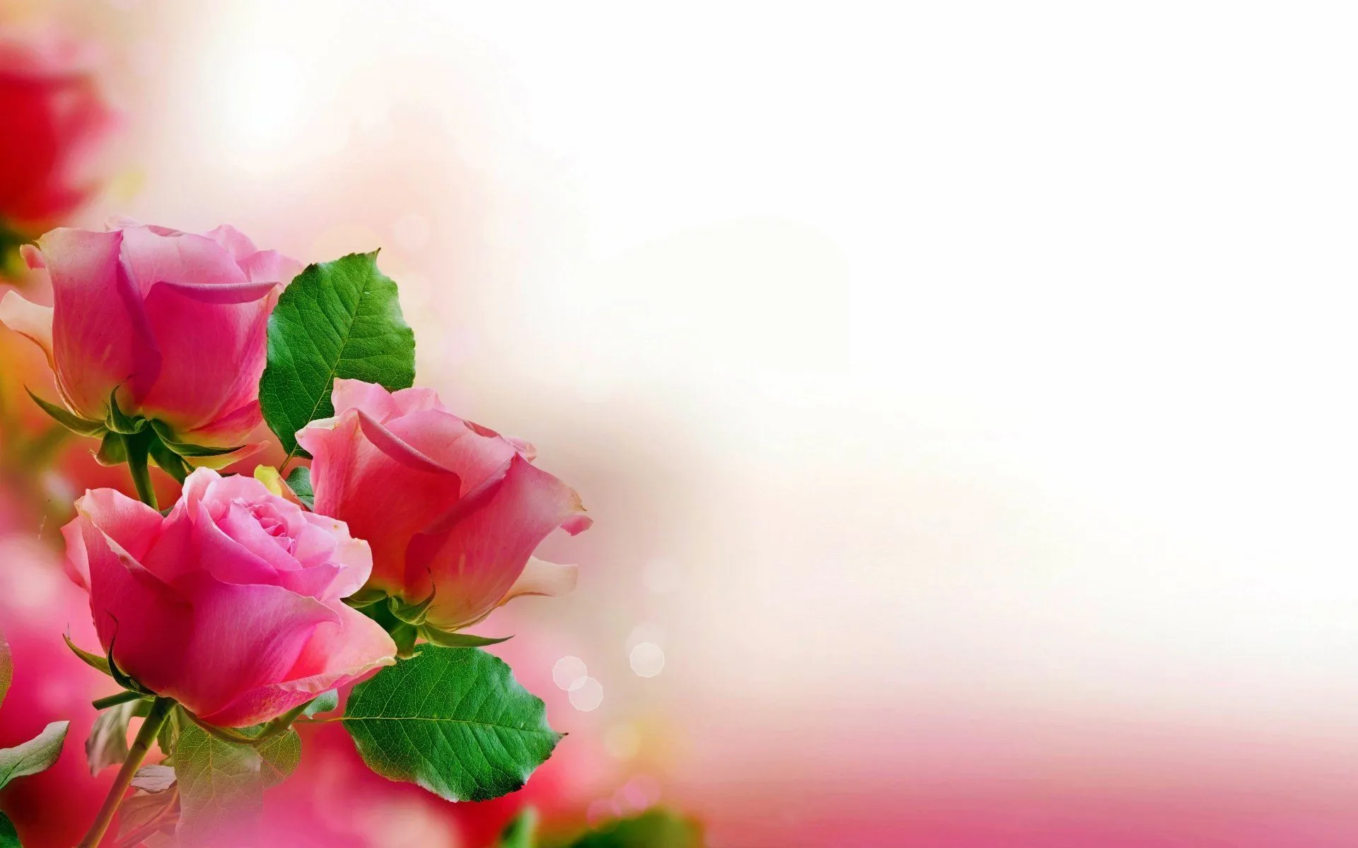 12386 Flores Fondos de pantalla HD | Fondos de Escritorio ... 12386 Flores Fondos de pantalla HD | Fondos de Escritorio ...