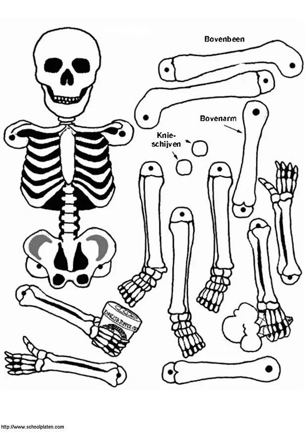 13 ideas de Calaveras | esqueleto para armar, manualidades halloween,  esqueletos halloween