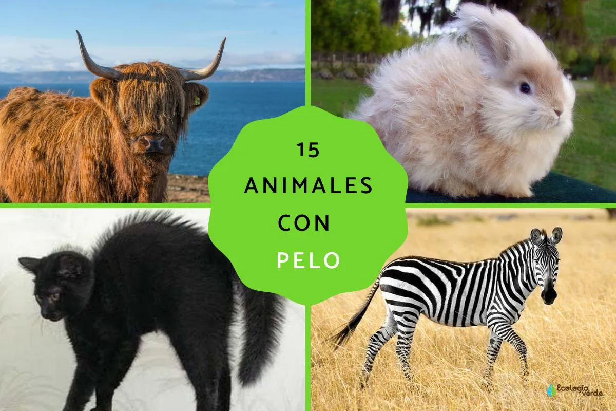 15 animales con pelo - Ejemplos y FOTOS