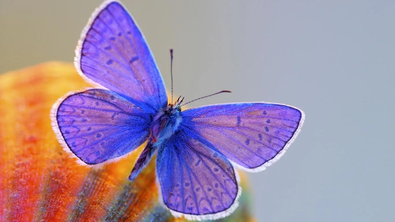 15 hermosas fotos en HD de mariposas y camellos y mas.: Imagenes ... 15 hermosas fotos en HD de mariposas y camellos y mas.: Imagenes ...