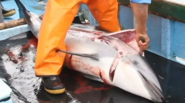 Unos 15 mil delfines mueren al año a manos de pescadores ilegales ...