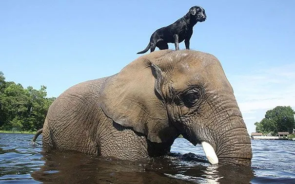 17 fotos que muestran el amor entre animales de distintas especies ...