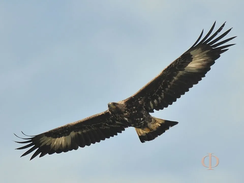 17 mejores ideas sobre Águila Real en Pinterest | Águilas, Aves ...